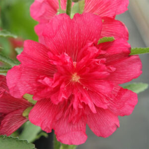 Stockros "Spring Celebrity Rose"