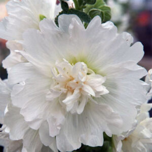 Stockros "Spring Celebrity White"