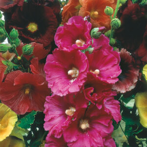 Stockros "Giant Single Mixed"