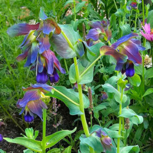 Stor vaxblomma "Kiwi Blue"