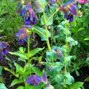Stor vaxblomma "Purpurascens"