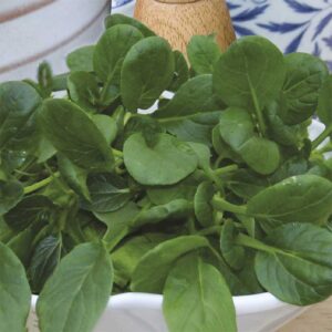 Tatsoi "Rozette" F1