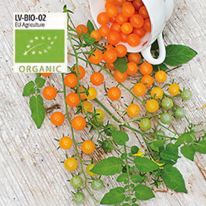 Tomat, Golden Currant, ekologisk