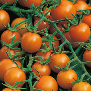 Tomat "Sungold" F1