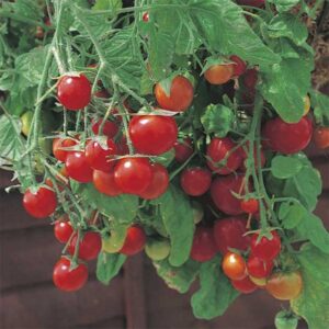 Tomat "Tumbling Tom Red"