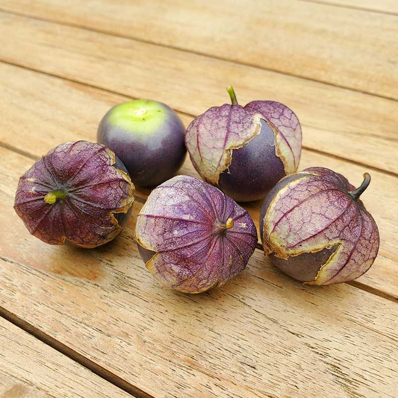 Tomatillo "Purple de Milpa"