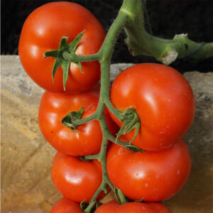 Tomat "Abellus"