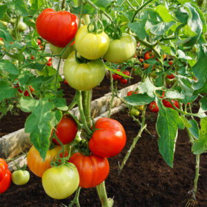 Tomat "Country Taste"