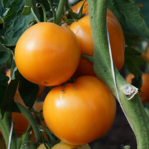 Tomat "Jantar"