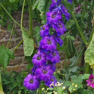 Trädgårdsriddarsporre "Magic Fountains Dark blue/Dark Bee"