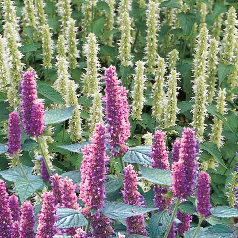 Suunnittele kasvisi ja kukkasi, kun perustat puutarhaa.