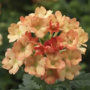Trädgårdsverbena "Obsession Apricot"