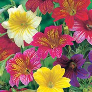 Trumpetblomma "Bolero", mix