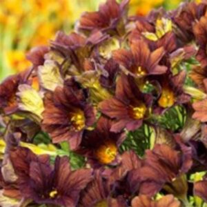 Trumpetblomma "Cafe au lait"