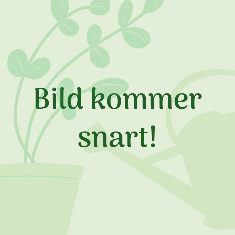 Eucalyptus "Silver Gum"