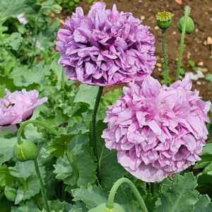 Opiumvallmo "Paeony Purple Passion"