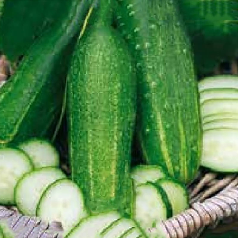 Växthusgurka "Delikatess"