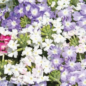 Verbena "Scentsation"