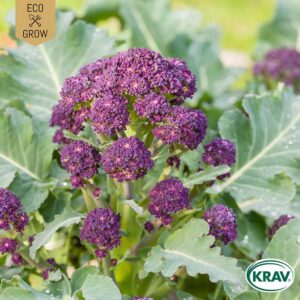 Vinterbroccoli "Purple Sprouting", ekologisk