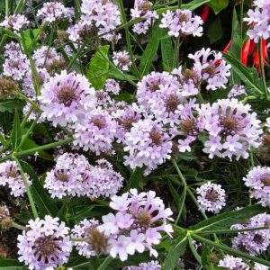 Violverbena "Intensity"