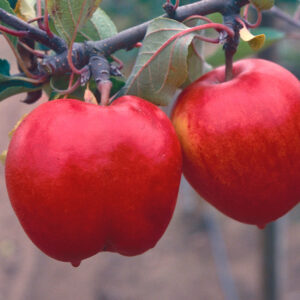 Ympris äpple "Katja"