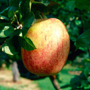 Ympris äpple "Melon"