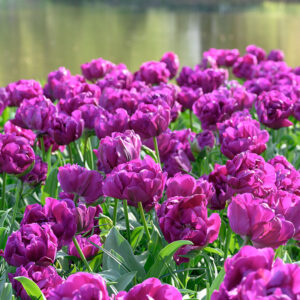 Tulpan 'Negrita Double'