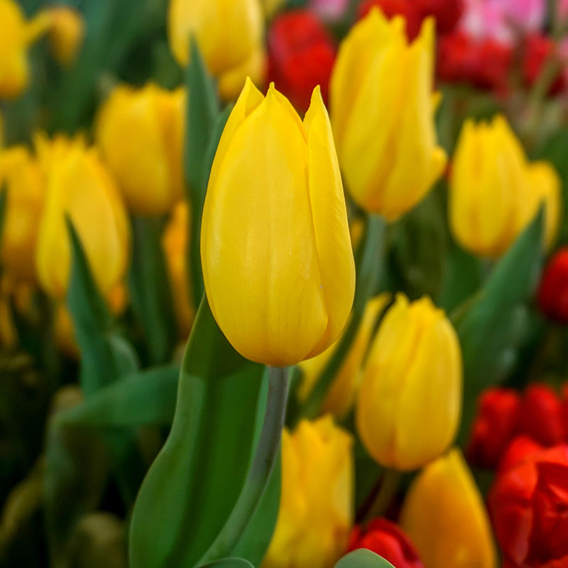 Triumftulpan 'Strong gold'