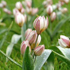 Porslinstulpan 'Polychroma'