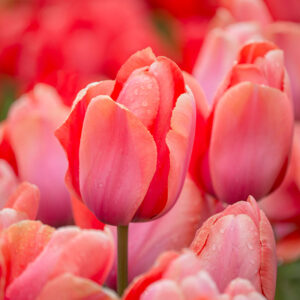 Tulpan 'Apricot Impression'