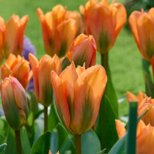 Kejsartulpan 'Orange Emperor'