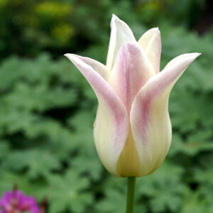 Liljetulpan 'Elegant Lady'
