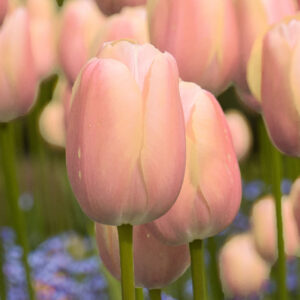 Tulpan 'Apricot Copex'