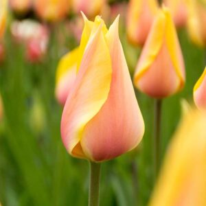 Tulpan 'Blushing Beauty'