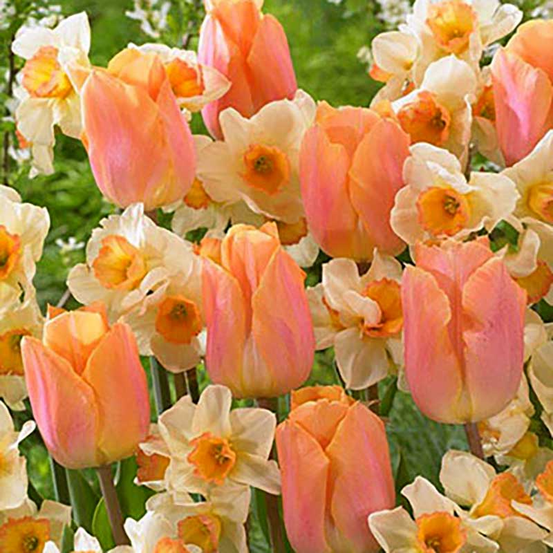 Lovely Lingerie, mix'