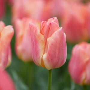 Tulpan 'Passio Sweet'