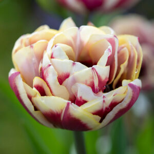 Tulpan 'Pistache'