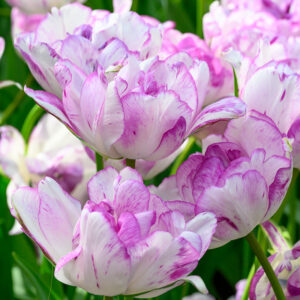 Tulpan 'Shirley Double'