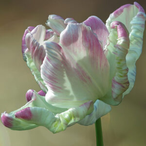 Papegojtulpan 'Webers Parrot'