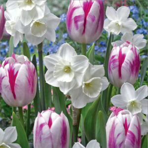 Lökmix 'Alaskan Aurora'
