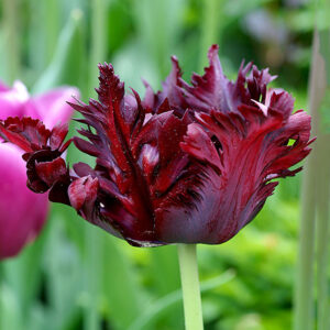 Papegojtulpan 'Black Parrot'