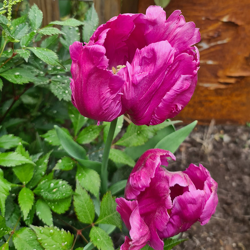 Papegojtulpan 'Negrita'