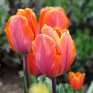 Rembrandttulpan 'Princess Irene'