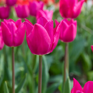 Triumftulpan 'Pink Ardour'