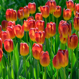 Triumftulpan 'Amberglow'