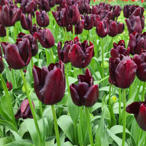 Tulpan 'Black Bean'