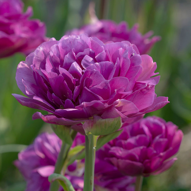 Tulpan 'Blue Wow'