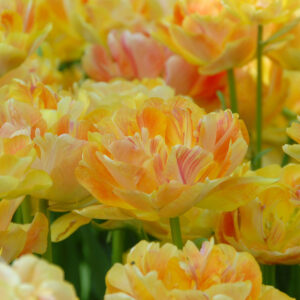 Tulpan 'Charming Beauty'