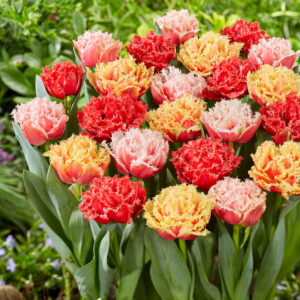 Tulpan Crispa Double Mixed'