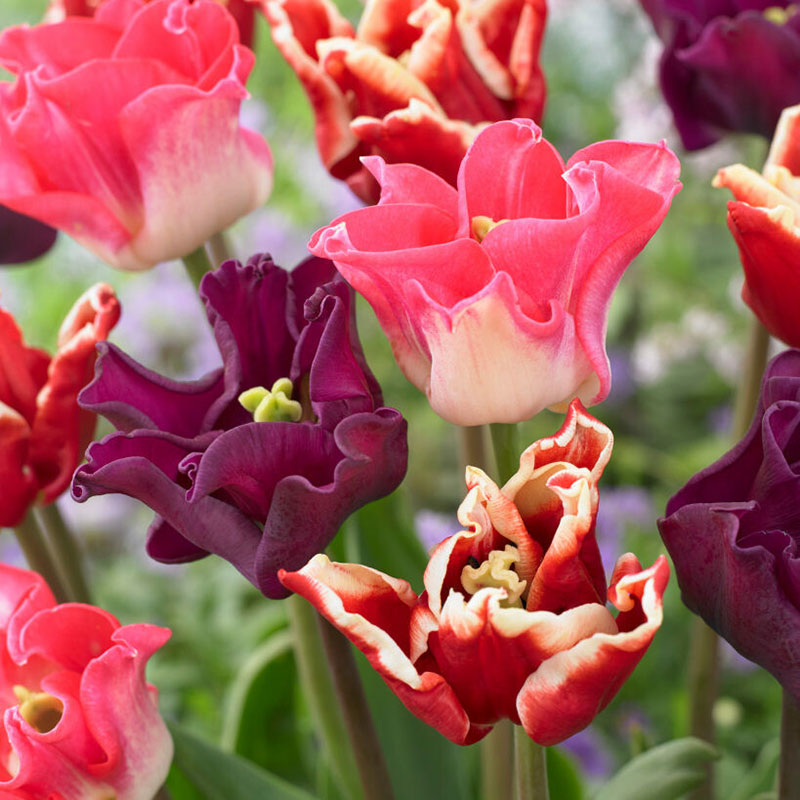 Tulpan 'Crown Garden' mix'
